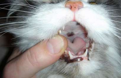 У кошки плохо пахнет изо рта