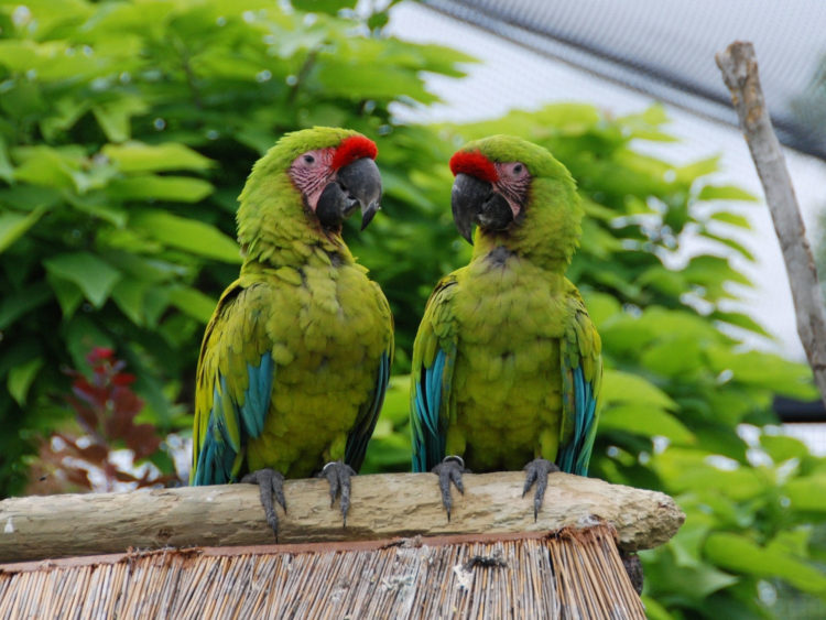 Синий ара в природных и домашних условиях. фото попугаев