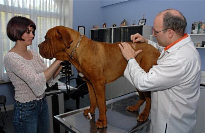 Лечение стригущего лишая у собак