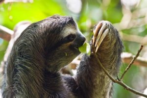 Животные ленивцы. почему их так называют?