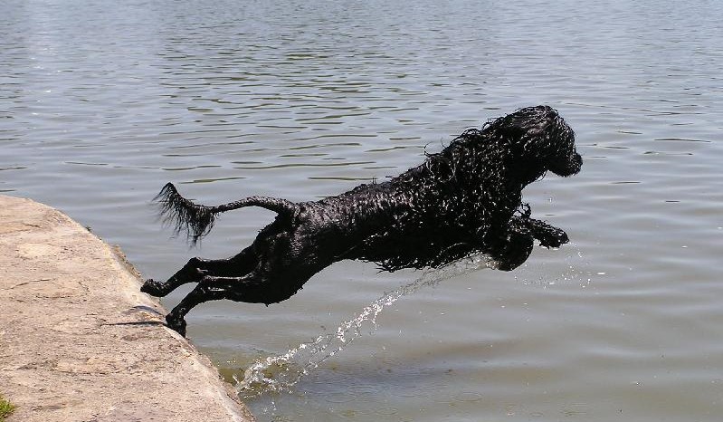 Описание португальской водяной собаки: особенности породы, фото, рекомендации по уходу