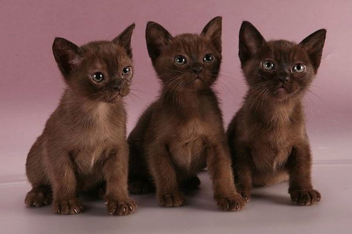 Необычные окрасы шотландских кошек: особенности расцветок для разных видов породы