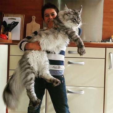 Как правильно кормить мейн-куна: рацион питания для большой кошки