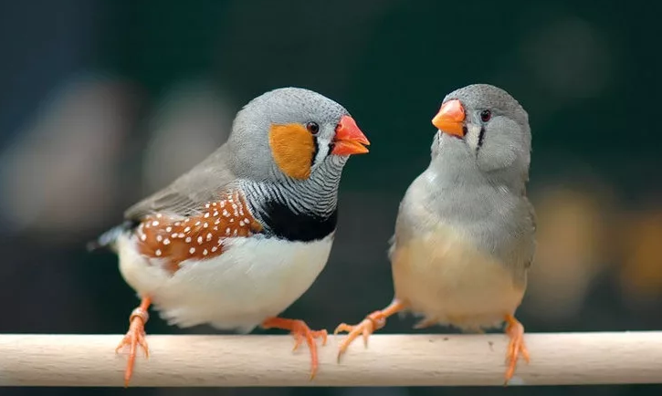 Певчие птицы для домашнего содержания: обзор всех пород