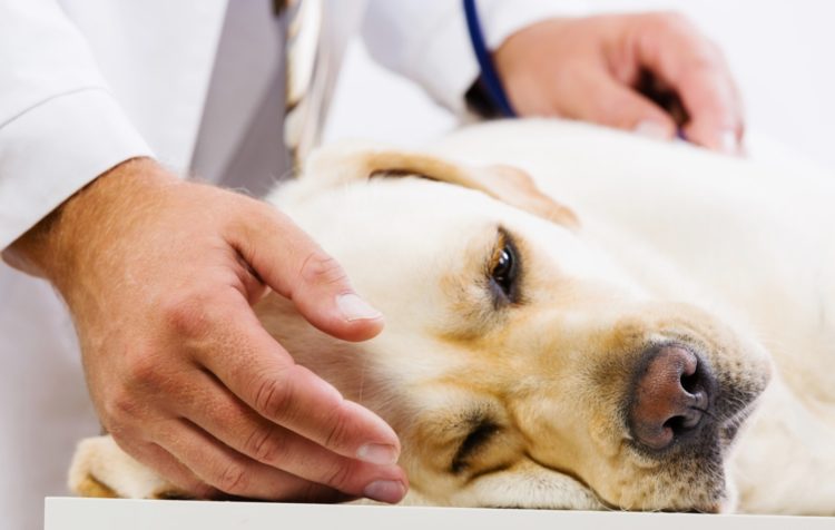Атопия у собак: симптомы и лечение