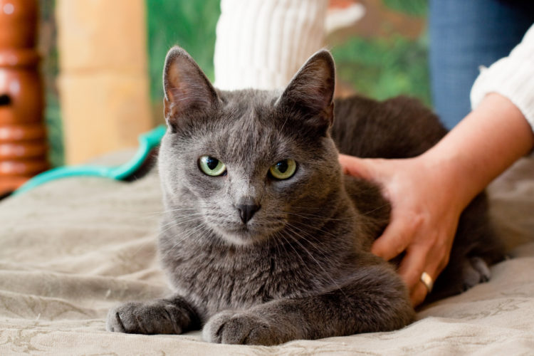 Картезианская кошка (кошка породы шартрез)