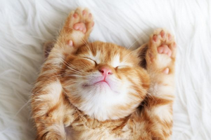 После чего у кошки могут облазить подушечки лап?
