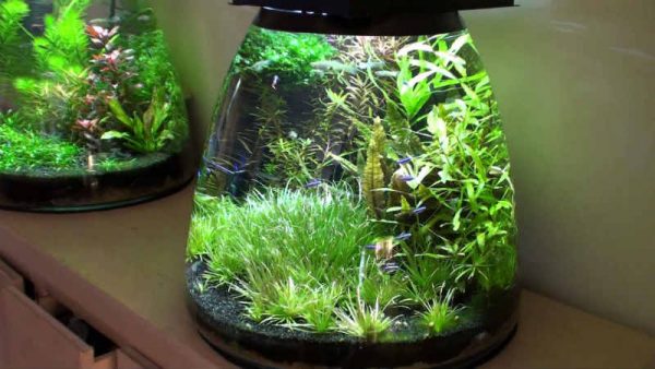Нано аквариум и все что необходимо о нем знать