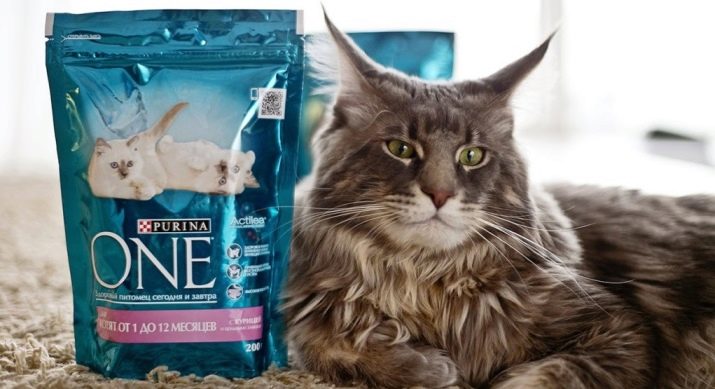 Какие корма лучше выбирать для котят: рекомендации ветеринаров по выбору продукта