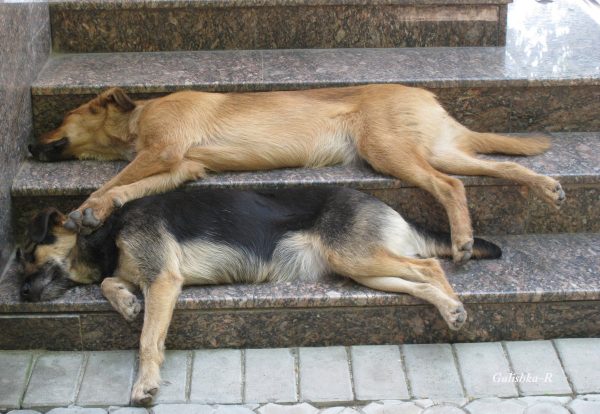 Помощь собаке в жару: основные правила и важные рекомендации