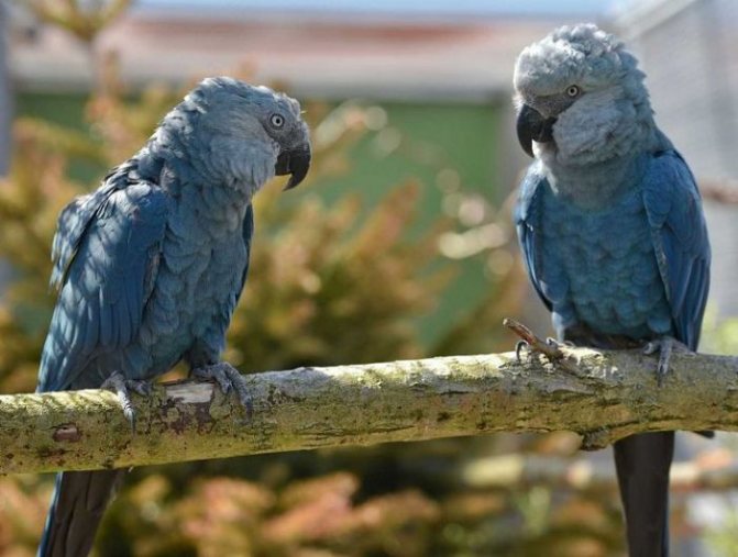 Синий ара в природных и домашних условиях. фото попугаев
